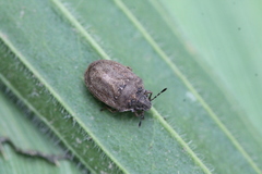 Podops inunctus