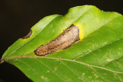 Phyllonorycter maestingella