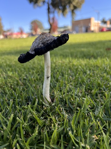 Shaggy Mane
