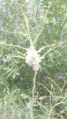 Thaumetopoea solitaria