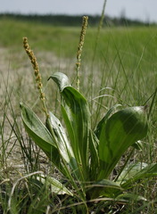 Plantago eriopoda