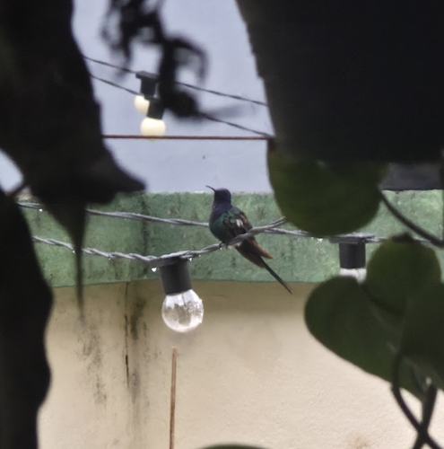 Swallow-tailed Hummingbird