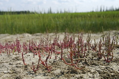 Salicornia rubra