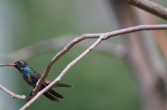 Cynanthus doubledayi