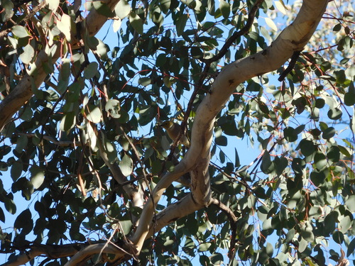 White-plumed Honeyeater