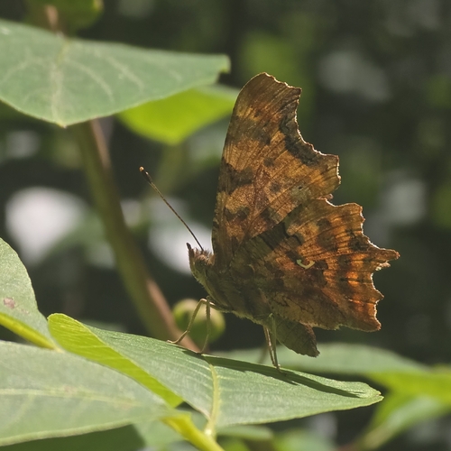 European Comma