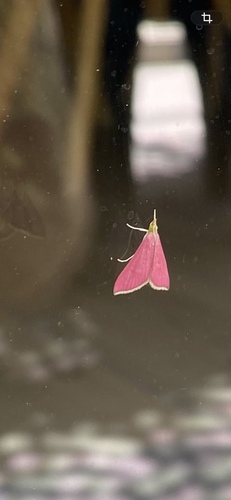 Inornate Pyrausta Moth