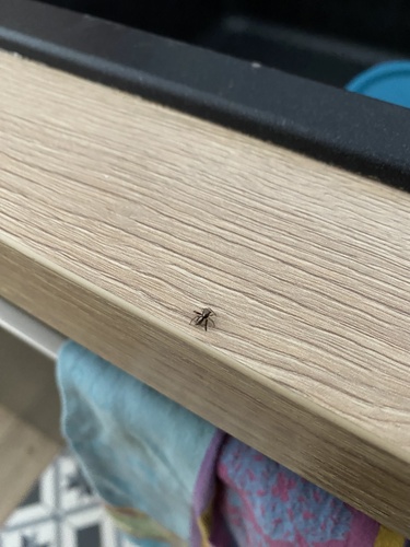 Beardfooted spider