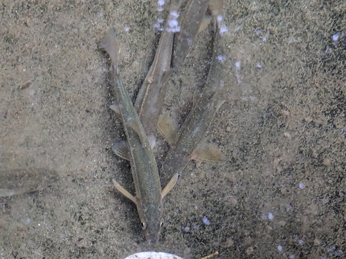 Japanese Dace