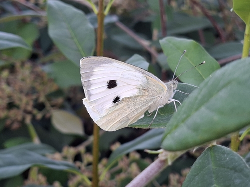 Large White