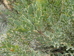 Rafnia racemosa