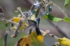 Cynanthus doubledayi