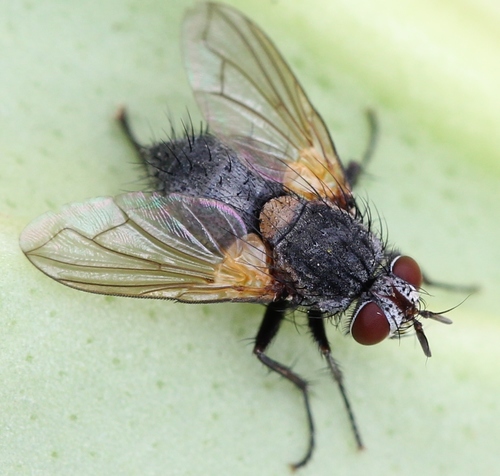 Allophorocera ferruginea · iNaturalist