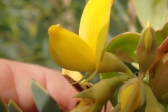 Rafnia racemosa