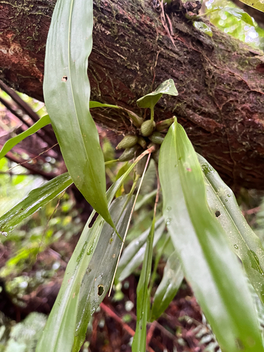 Coelogyne uncata, photograph 6