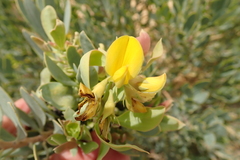 Rafnia racemosa