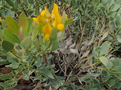 Rafnia racemosa