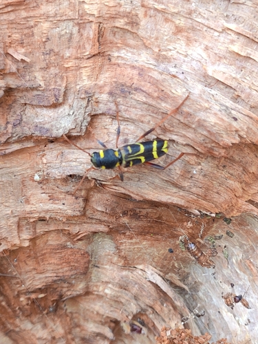 Xylotrechus arvicola