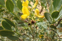 Rafnia racemosa