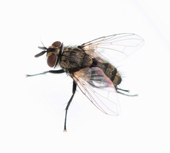 Bactromyia aurulenta