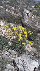 Takhtajaniantha crispa