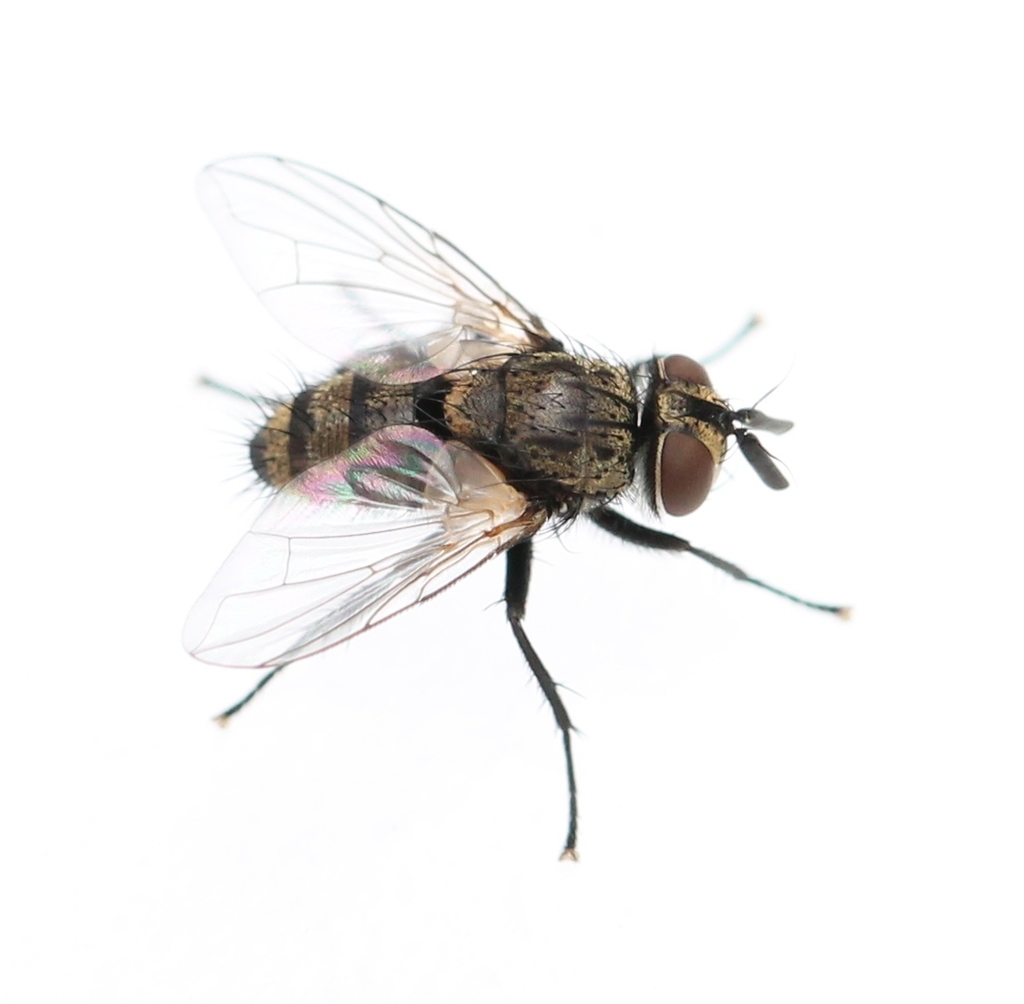 Bactromyia