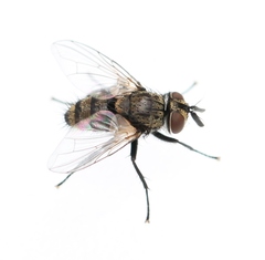 Bactromyia aurulenta