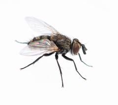 Bactromyia aurulenta