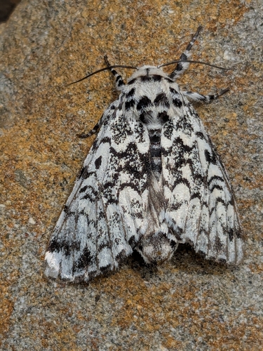 Pine Arches Moth