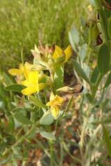 Rafnia racemosa