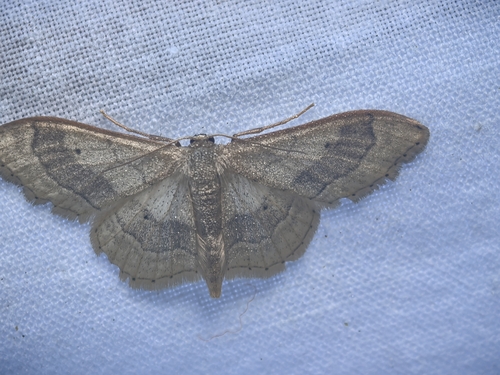 Riband Wave