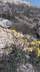Takhtajaniantha crispa