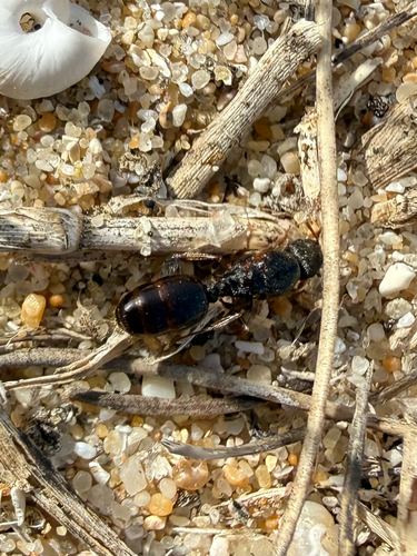 Pavement Ants