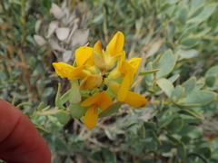 Rafnia racemosa