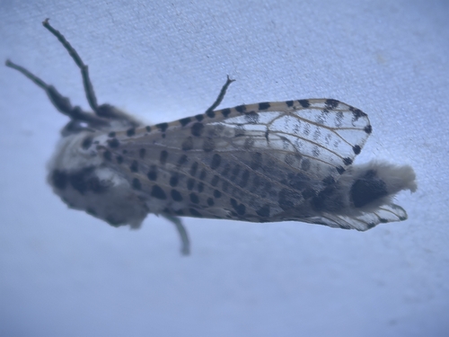 Wood Leopard Moth