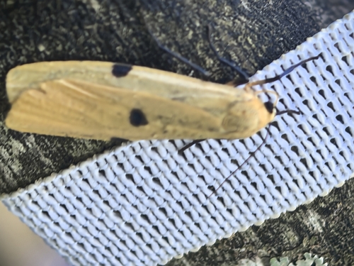 Four-spotted Footman