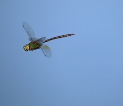 Anax guttatus