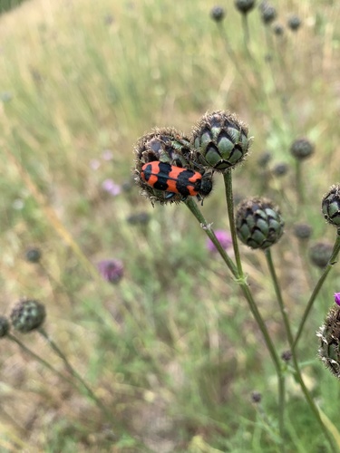 Bee-eating Beetle