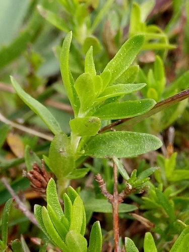 Image of Thymus numidicus by (c) Karim Haddad, some rights reserved (CC BY)