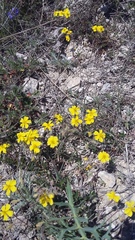 Helianthemum oelandicum orientale