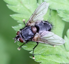 Blepharipa pratensis