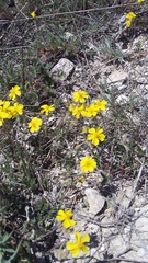 Helianthemum oelandicum orientale
