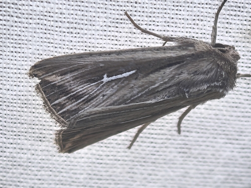 L-album Wainscot