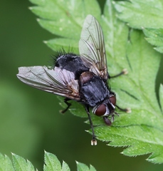 Blepharipa pratensis