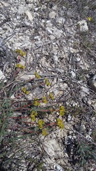 Euphorbia petrophila