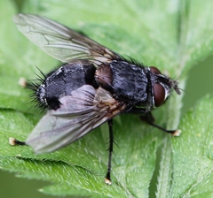 Blepharipa pratensis