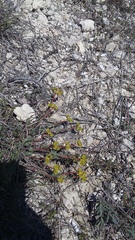 Euphorbia petrophila