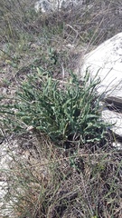 Takhtajaniantha crispa