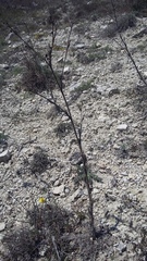 Seseli dichotomum