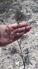 Seseli dichotomum